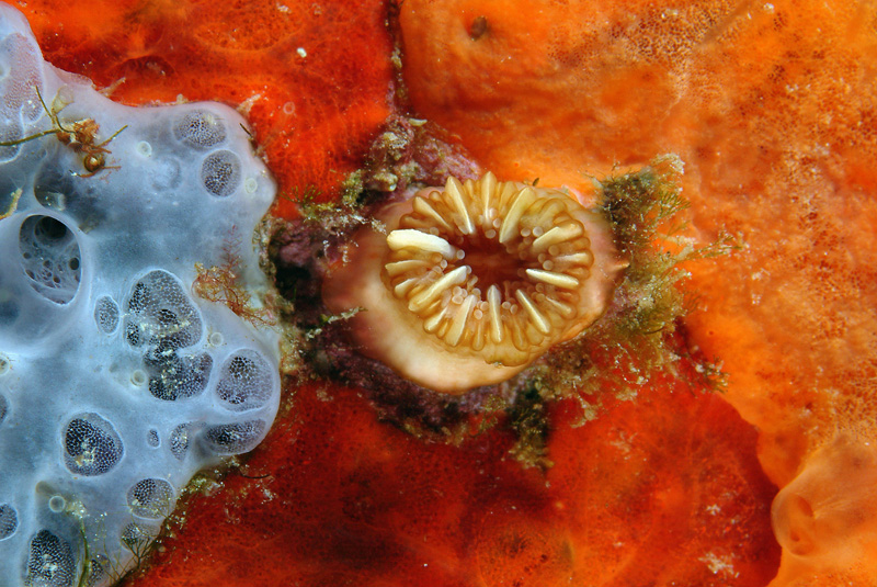 Caryophyllia inornata